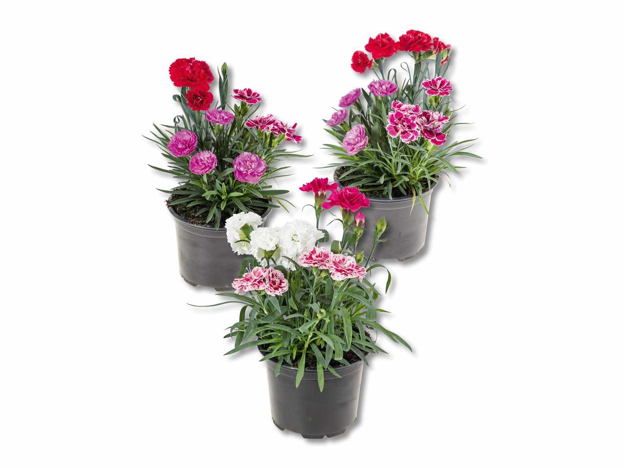 Œillets trio