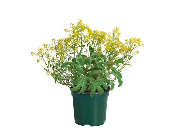 Plantes couvre-sol