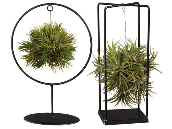 Tillandsia auf Metallform 