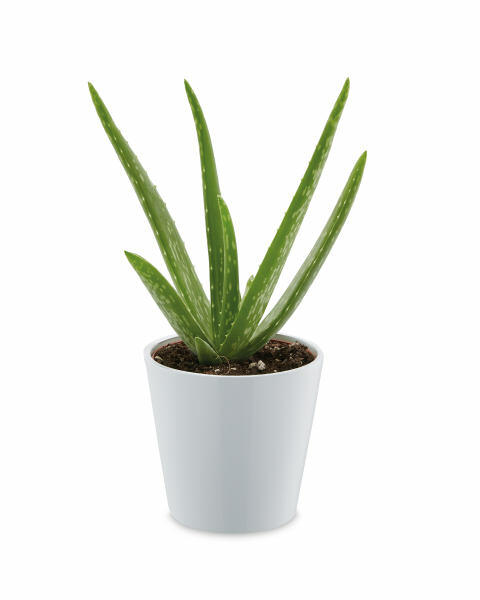 Aloe Vera Plant In Ceramic Pot