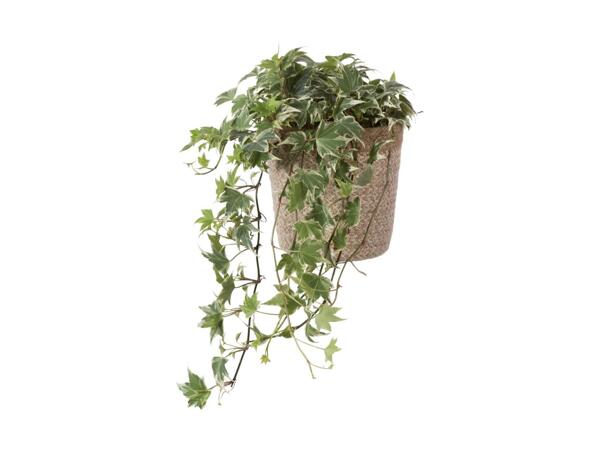 Grøn plante i skjuler