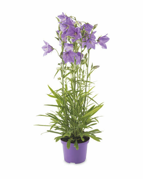 Garden Grá Irish Grown Campanula