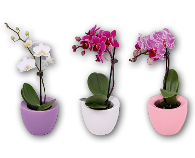 Mini-orchidée