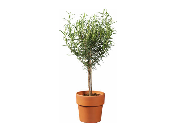 Italian Herb Tree in Terracotta Pot