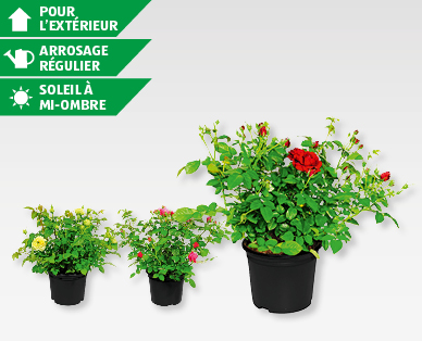 Rosier exclusif