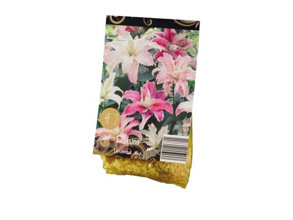 Premium Lily Bulbs
