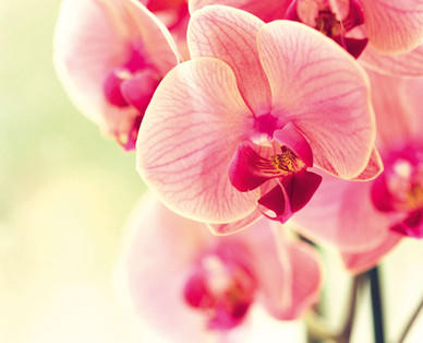 Orchidee in Keramik