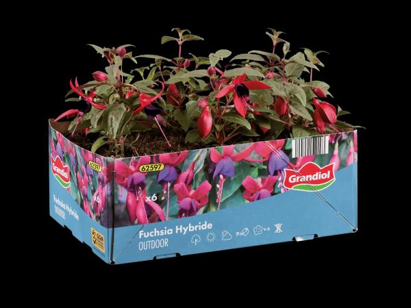Fuchsien 6er Tray