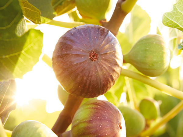 Ficus Carica (Feige)