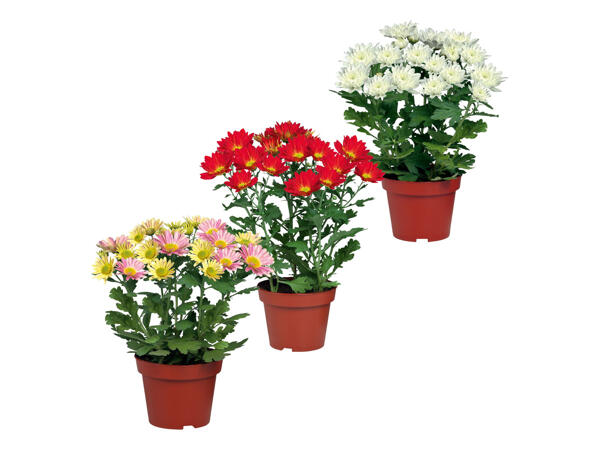 Pot Mum with Pink Sleeve