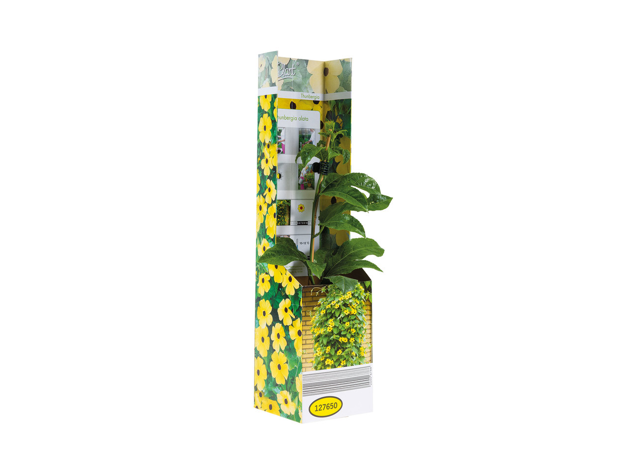Black Eyed Susan Vine1