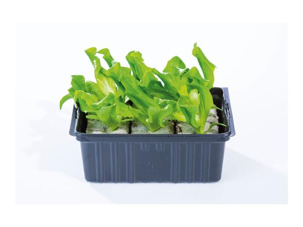 British Young Vegetable Plants