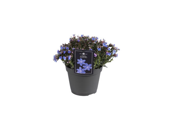 Bergstensfrö "Heavenly Blue"