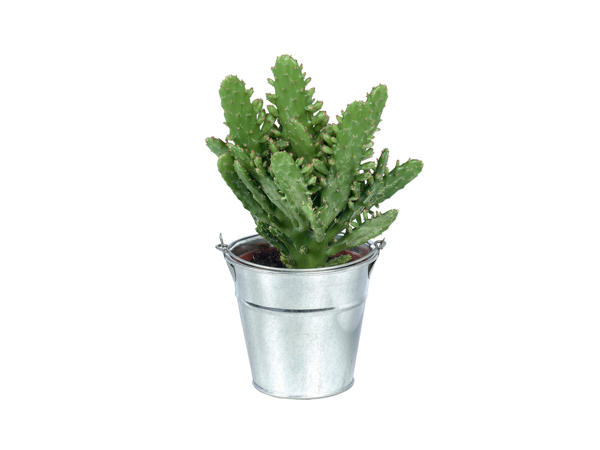 Catcus and Succulents1