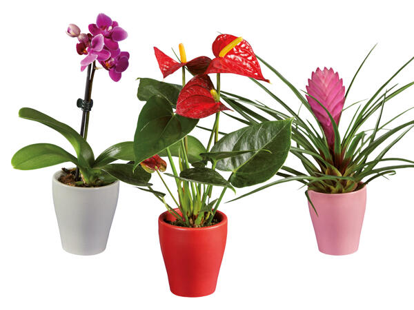 Flowering Plants