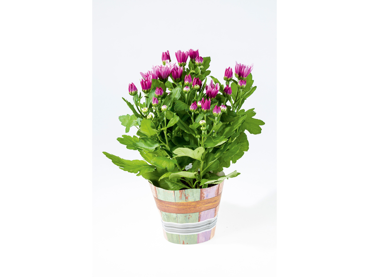Herfstplanten in pot