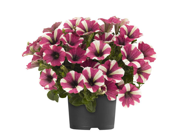 Pétunia bicolore