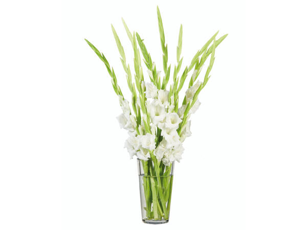 Kurze Gladiole