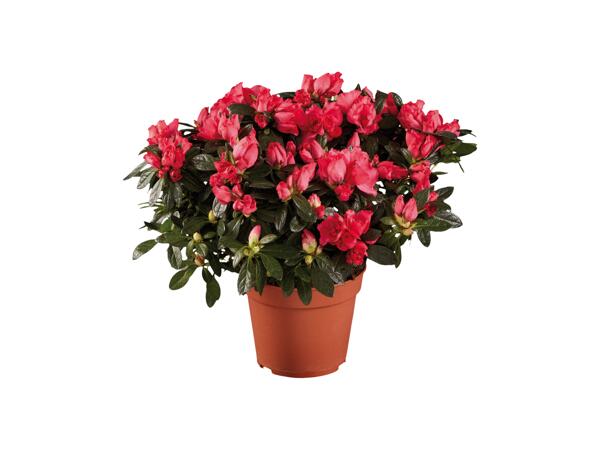 Azalea