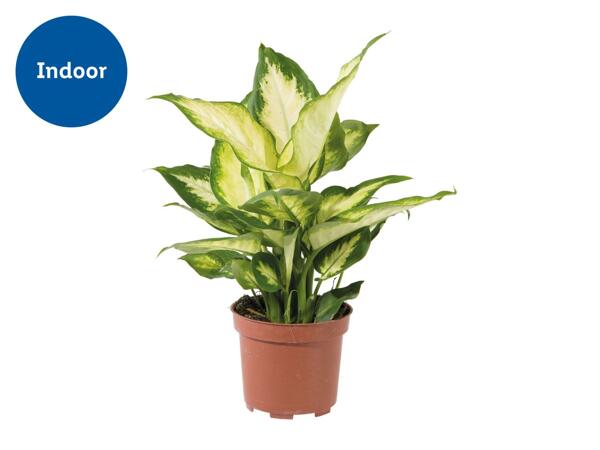 Assorted Green Plants