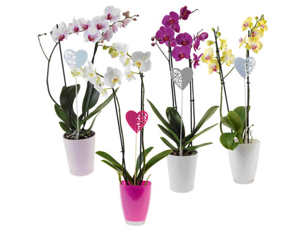 Phalaenopsis, 2 stems