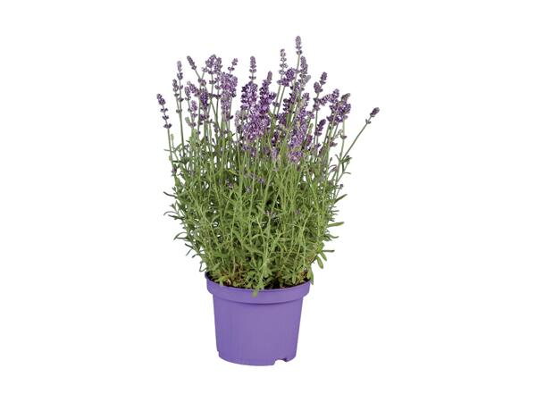 Lavendel