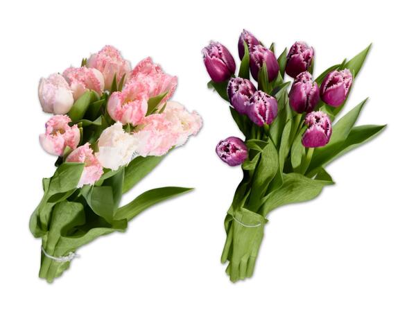 Tulpen gefranst