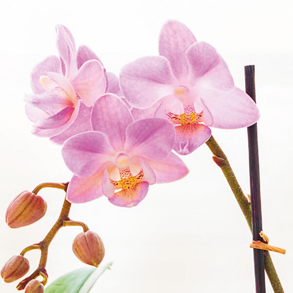 Mini Orchidee "Phalaenopsis"