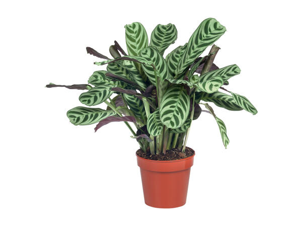 Calathea
