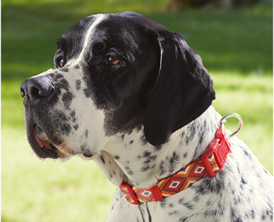 Assorted Dog Leads and Collars