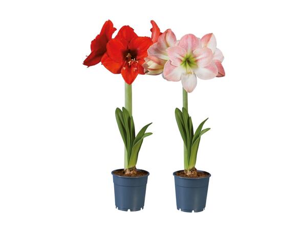 Amaryllis 1 Stem