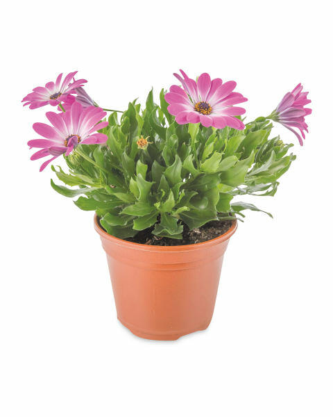 Irish Grown Marguerite & Cape Daisy