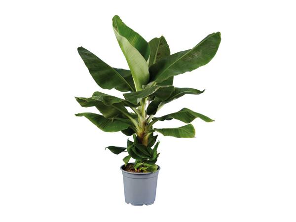 Banana Plant
