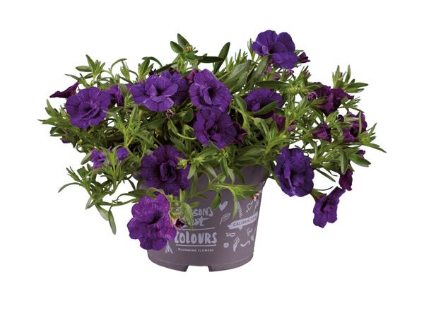 Dobbeltblomstrende minipetunia