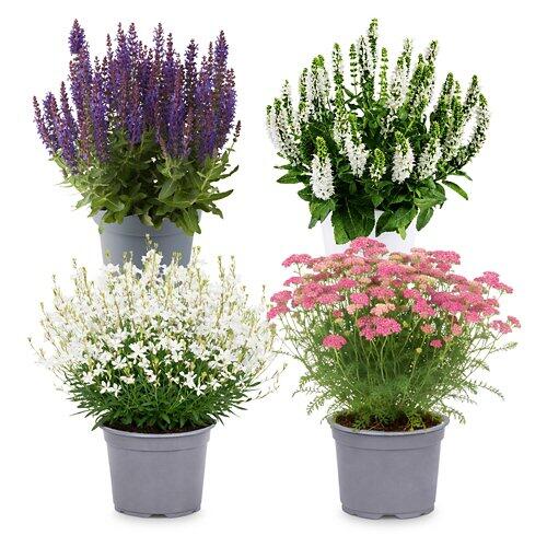 White and Violet Garden*
