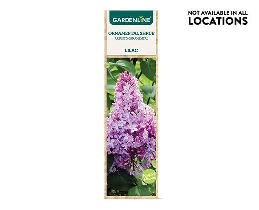 Gardenline Ornamental Shrub Assorted Varieties