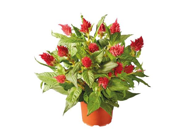 Celosia
