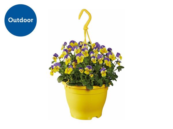 Hanging Baskets