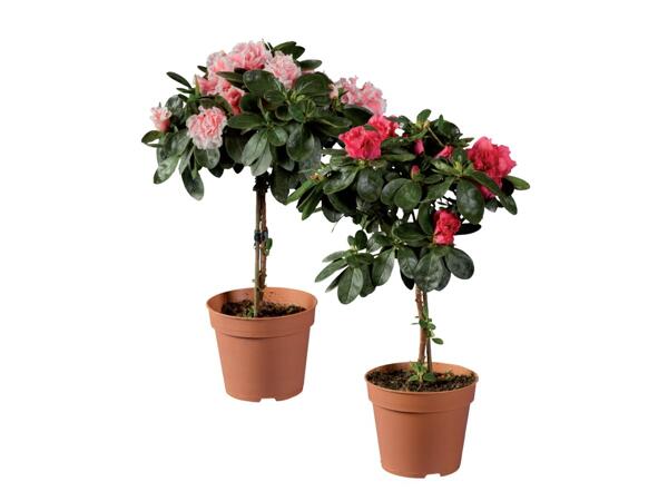 Azalea