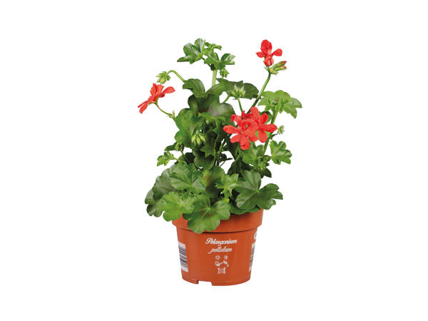 Trailing or Standing Geranium