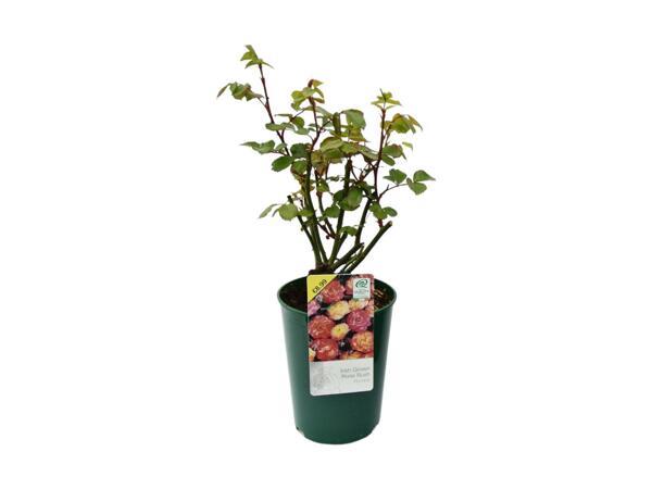 Bush Roses