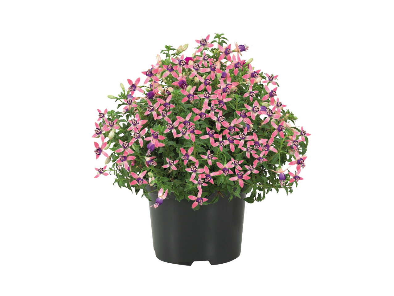 Winter Hardy Fuchsia 1