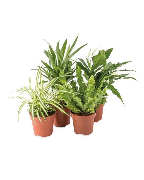 Air So Pure Plants