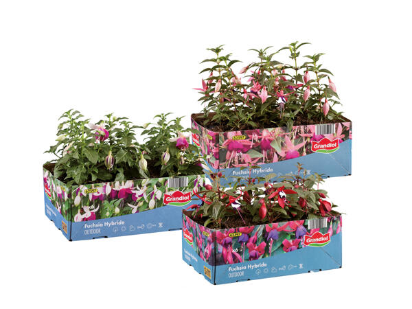 Fuchsias