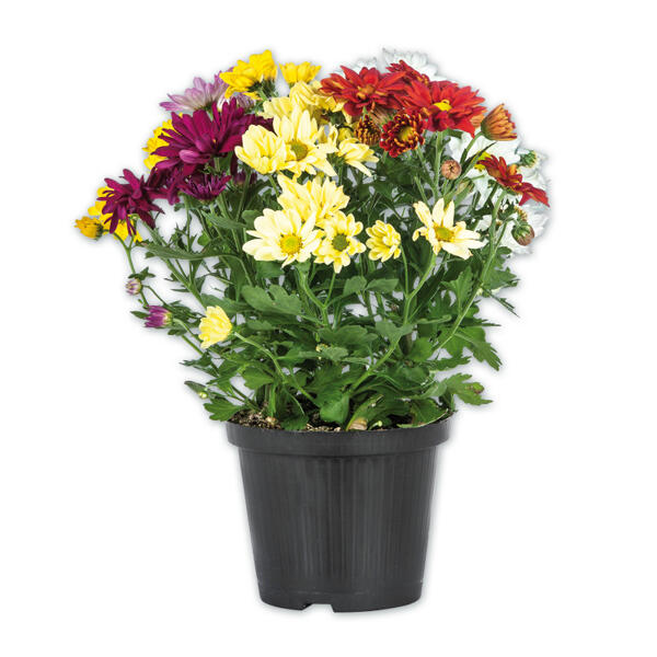 Chrysantheme "Sixtie(R)"