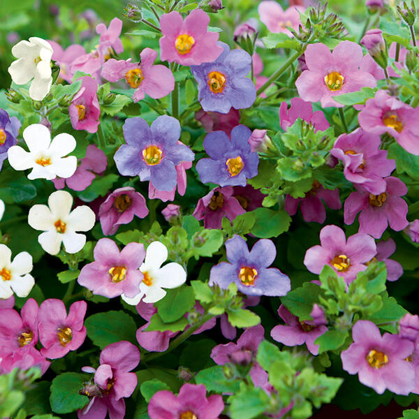 Schneeflockenblume Trio "Bacopa"