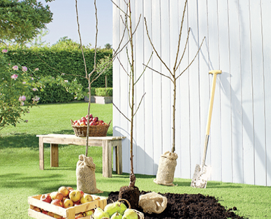 Obstbaum