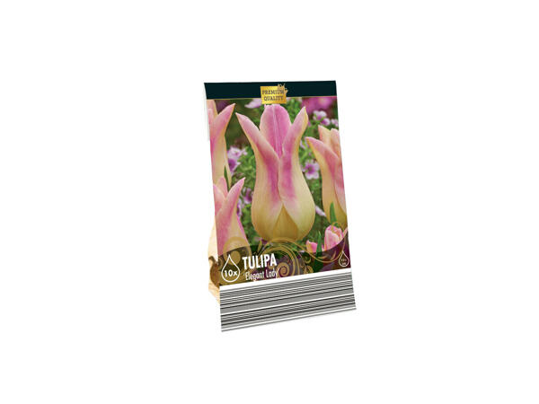 Bulbes à fleurs premium
