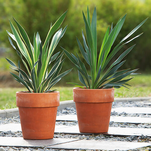 Garten-Yucca
