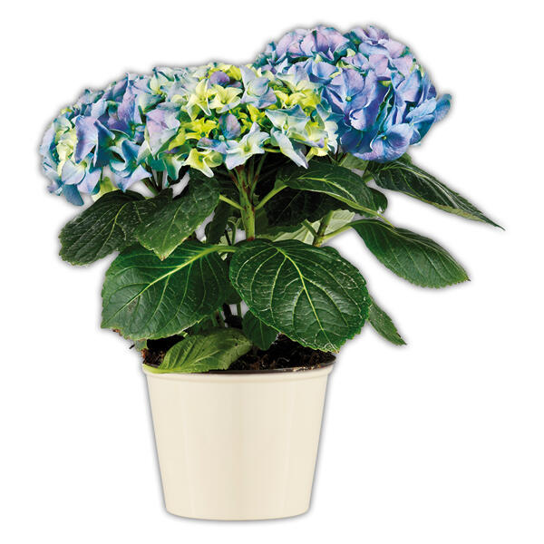 Zimmerhortensie